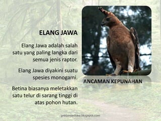 ELANG JAWA
    Elang Jawa adalah salah
satu yang paling langka dari
         semua jenis raptor.
  Elang Jawa diyakini suatu
        spesies monogami.
                                    ANCAMAN KEPUNAHAN
Betina biasanya meletakkan
satu telur di sarang tinggi di
          atas pohon hutan.

                      presentasioke.blogspot.com
 