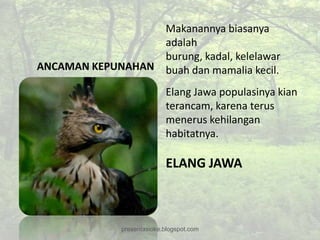 Makanannya biasanya
                  adalah
                  burung, kadal, kelelawar
ANCAMAN KEPUNAHAN buah dan mamalia kecil.

                            Elang Jawa populasinya kian
                            terancam, karena terus
                            menerus kehilangan
                            habitatnya.

                            ELANG JAWA



              presentasioke.blogspot.com
 