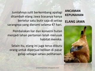 Jumlahnya sulit berkembang apalagi ANCAMAN
  ditambah elang Jawa biasanya hanya KEPUNAHAN
       bertelur satu butir saja di setiap ELANG JAWA
sarangnya yang dierami selama 47 hari.
  Pembalakan liar dan konversi hutan
menjadi lahan pertanian telah merusak
                      habitat mereka.
  Selain itu, elang ini juga terus diburu
 orang untuk diperjual belikan di pasar
       gelap sebagai satwa peliharaan.


                     presentasioke.blogspot.com
 