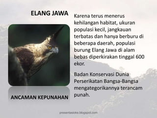 ELANG JAWA Karena terus menerus
                         kehilangan habitat, ukuran
                         populasi kecil, jangkauan
                         terbatas dan hanya berburu di
                         beberapa daerah, populasi
                         burung Elang Jawa di alam
                         bebas diperkirakan tinggal 600
                         ekor.
                  Badan Konservasi Dunia
                  Perserikatan Bangsa-Bangsa
                  mengategorikannya terancam
ANCAMAN KEPUNAHAN punah.

                presentasioke.blogspot.com
 