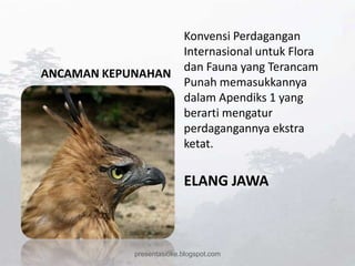 Konvensi Perdagangan
                  Internasional untuk Flora
                  dan Fauna yang Terancam
ANCAMAN KEPUNAHAN
                  Punah memasukkannya
                  dalam Apendiks 1 yang
                  berarti mengatur
                  perdagangannya ekstra
                  ketat.

                            ELANG JAWA



              presentasioke.blogspot.com
 