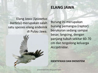 ELANG JAWA

      Elang Jawa (Spizaetus
 bartelsi) merupakan salah Burung ini merupakan
satu spesies elang endemik burung pemangsa (raptor)
              di Pulau Jawa. berukuran sedang sampai
                             besar, langsing, dengan
                             panjang tubuh sekitar 60-70
                             cm dan tergolong keluarga
                             Accipitridae.


                                 IDENTIFIKASI DAN EKOSISTEM


                   presentasioke.blogspot.com
 