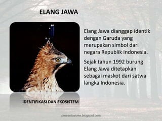 ELANG JAWA

                                Elang Jawa dianggap identik
                                dengan Garuda yang
                                merupakan simbol dari
                                negara Republik Indonesia.
                                Sejak tahun 1992 burung
                                Elang Jawa ditetapkan
                                sebagai maskot dari satwa
                                langka Indonesia.


IDENTIFIKASI DAN EKOSISTEM

                  presentasioke.blogspot.com
 
