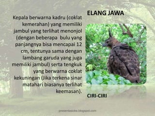 ELANG JAWA
Kepala berwarna kadru (coklat
    kemerahan) yang memiliki
jambul yang terlihat menonjol
 (dengan beberapa bulu yang
 panjangnya bisa mencapai 12
   cm, tentunya sama dengan
    lambang garuda yang juga
memiliki jambul) serta tengkuk
          yang berwarna coklat
kekuningan (Jika terkena sinar
    matahari biasanya terlihat
                   keemasan).
                                       CIRI-CIRI

                    presentasioke.blogspot.com
 
