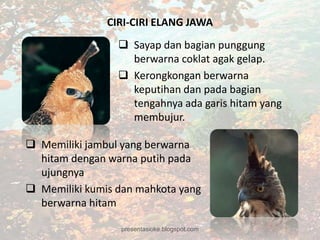 CIRI-CIRI ELANG JAWA
                  Sayap dan bagian punggung
                   berwarna coklat agak gelap.
                  Kerongkongan berwarna
                   keputihan dan pada bagian
                   tengahnya ada garis hitam yang
                   membujur.

 Memiliki jambul yang berwarna
  hitam dengan warna putih pada
  ujungnya
 Memiliki kumis dan mahkota yang
  berwarna hitam

                  presentasioke.blogspot.com
 
