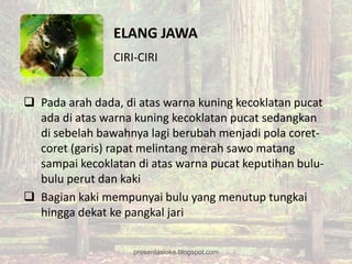 ELANG JAWA
                CIRI-CIRI


 Pada arah dada, di atas warna kuning kecoklatan pucat
  ada di atas warna kuning kecoklatan pucat sedangkan
  di sebelah bawahnya lagi berubah menjadi pola coret-
  coret (garis) rapat melintang merah sawo matang
  sampai kecoklatan di atas warna pucat keputihan bulu-
  bulu perut dan kaki
 Bagian kaki mempunyai bulu yang menutup tungkai
  hingga dekat ke pangkal jari

                    presentasioke.blogspot.com
 