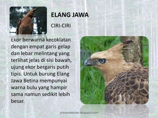 ELANG JAWA
                   CIRI-CIRI

Ekor berwarna kecoklatan
dengan empat garis gelap
dan lebar melintang yang
terlihat jelas di sisi bawah,
ujung ekor bergaris putih
tipis. Untuk burung Elang
Jawa Betina mempunyai
warna bulu yang hampir
sama namun sedikit lebih
besar.
                       presentasioke.blogspot.com
 