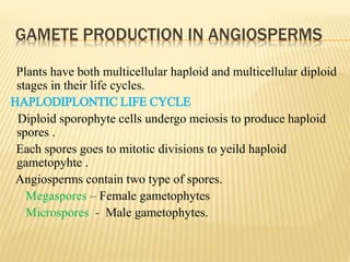 GAMETE PRODUCTION IN ANGIOSPERMS
Plants have both multicellular haploid and multicellular diploid
stages in their life cycles.
HAPLODIPLONTIC LIFE CYCLE
Diploid sporophyte cells undergo meiosis to produce haploid
spores .
Each spores goes to mitotic divisions to yeild haploid
gametopyhte .
Angiosperms contain two type of spores.
Megaspores – Female gametophytes
Microspores - Male gametophytes.
 