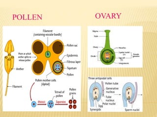 POLLEN OVARY
 