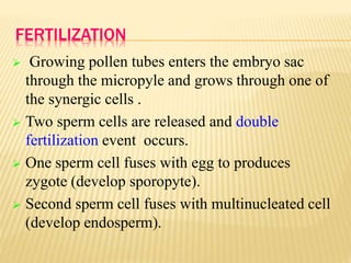 FERTILIZATION
 Growing pollen tubes enters the embryo sac
through the micropyle and grows through one of
the synergic cells .
 Two sperm cells are released and double
fertilization event occurs.
 One sperm cell fuses with egg to produces
zygote (develop sporopyte).
 Second sperm cell fuses with multinucleated cell
(develop endosperm).
 