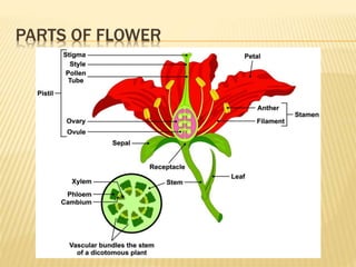 PARTS OF FLOWER
 
