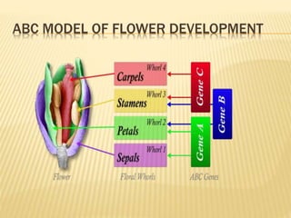 ABC MODEL OF FLOWER DEVELOPMENT
 