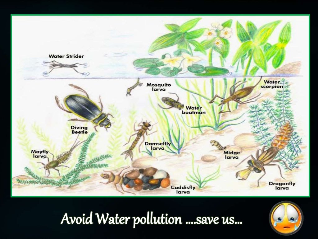 Aquatic insect Ecosystem