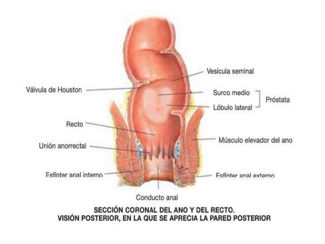El resfriado duele la garganta y el cuello