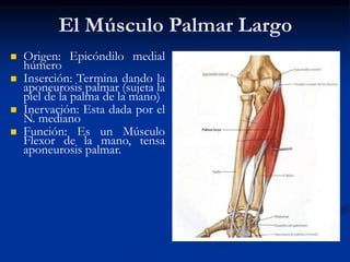El Músculo Palmar Largo
 Origen: Epicóndilo medial
húmero
 Inserción: Termina dando la
aponeurosis palmar (sujeta la
piel de la palma de la mano)
 Inervación: Esta dada por el
N. mediano
 Función: Es un Músculo
Flexor de la mano, tensa
aponeurosis palmar.
 