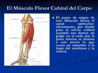 El Músculo Flexor Cubital del Carpo
 El punto de origen de
este Músculo forma el
canal epitrocleo-
olecraneano, por donde
pasa el nervio cubital
(cuando nos damos un
golpe en el codo por la
parte interna se lesiona
a este nervio lo que
causa un calambre a lo
largo del antebrazo y la
mano).
 