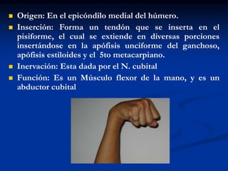  Origen: En el epicóndilo medial del húmero.
 Inserción: Forma un tendón que se inserta en el
pisiforme, el cual se extiende en diversas porciones
insertándose en la apófisis unciforme del ganchoso,
apófisis estiloides y el 5to metacarpiano.
 Inervación: Esta dada por el N. cubital
 Función: Es un Músculo flexor de la mano, y es un
abductor cubital
 