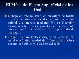 El Músculo Flexor Superficial de los
Dedos
 Debajo de este músculo, en su origen se forma
un arco tendinoso por donde pasa la arteria
cubital y el nervio mediano. En su inserción
forma una bifurcación por donde inferiormente
pasa el tendón del músculo flexor profundo de
los dedos.
 Origen: Este músculo se origina en 3 estructuras
en el epicóndilo medial del húmero, la apófisis
coronoides cúbito y la diáfisis del radio
 