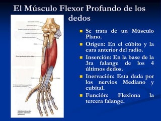 El Músculo Flexor Profundo de los
dedos
 Se trata de un Músculo
Plano.
 Origen: En el cúbito y la
cara anterior del radio.
 Inserción: En la base de la
3ra falange de los 4
últimos dedos.
 Inervación: Esta dada por
los nervios Mediano y
cubital.
 Función: Flexiona la
tercera falange.
 
