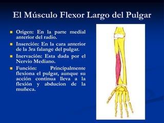 El Músculo Flexor Largo del Pulgar
 Origen: En la parte medial
anterior del radio.
 Inserción: En la cara anterior
de la 3ra falange del pulgar.
 Inervación: Esta dada por el
Nervio Mediano.
 Función: Principalmente
flexiona el pulgar, aunque su
acción continua lleva a la
flexión y abducion de la
muñeca.
 