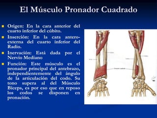 El Músculo Pronador Cuadrado
 Origen: En la cara anterior del
cuarto inferior del cúbito.
 Inserción: En la cara antero-
externa del cuarto inferior del
Radio.
 Inervación: Está dada por el
Nervio Mediano
 Función: Este músculo es el
pronador principal del antebrazo,
independientemente del ángulo
de la articulación del codo. Su
tono supera al del Músculo
Bíceps, es por eso que en reposo
los codos se disponen en
pronación.
 