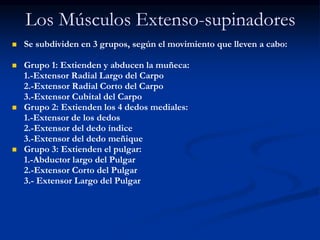 Los Músculos Extenso-supinadores
 Se subdividen en 3 grupos, según el movimiento que lleven a cabo:
 Grupo 1: Extienden y abducen la muñeca:
1.-Extensor Radial Largo del Carpo
2.-Extensor Radial Corto del Carpo
3.-Extensor Cubital del Carpo
 Grupo 2: Extienden los 4 dedos mediales:
1.-Extensor de los dedos
2.-Extensor del dedo índice
3.-Extensor del dedo meñique
 Grupo 3: Extienden el pulgar:
1.-Abductor largo del Pulgar
2.-Extensor Corto del Pulgar
3.- Extensor Largo del Pulgar
 