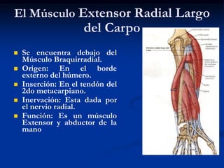 El Músculo Extensor Radial Largo
del Carpo
 Se encuentra debajo del
Músculo Braquirradial.
 Origen: En el borde
externo del húmero.
 Inserción: En el tendón del
2do metacarpiano.
 Inervación: Esta dada por
el nervio radial.
 Función: Es un músculo
Extensor y abductor de la
mano
 