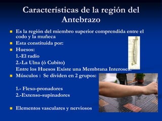 Características de la región del
Antebrazo
 Es la región del miembro superior comprendida entre el
codo y la muñeca
 Esta constituida por:
 Huesos:
1.-El radio
2.-La Ulna (ó Cubito)
Entre los Huesos Existe una Membrana Interosea.
 Músculos : Se dividen en 2 grupos:
1.- Flexo-pronadores
2.-Extenso-supinadores
 Elementos vasculares y nerviosos
 