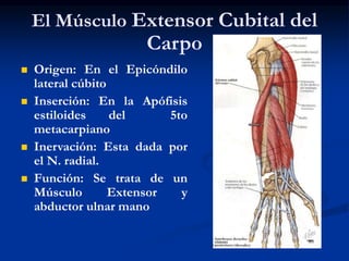 El Músculo Extensor Cubital del
Carpo
 Origen: En el Epicóndilo
lateral cúbito
 Inserción: En la Apófisis
estiloides del 5to
metacarpiano
 Inervación: Esta dada por
el N. radial.
 Función: Se trata de un
Músculo Extensor y
abductor ulnar mano
 