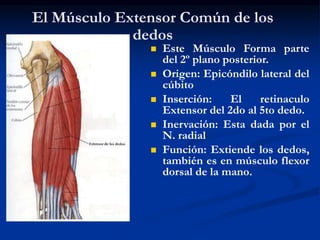 El Músculo Extensor Común de los
dedos
 Este Músculo Forma parte
del 2º plano posterior.
 Origen: Epicóndilo lateral del
cúbito
 Inserción: El retinaculo
Extensor del 2do al 5to dedo.
 Inervación: Esta dada por el
N. radial
 Función: Extiende los dedos,
también es en músculo flexor
dorsal de la mano.
 