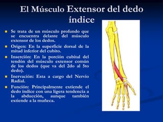 El Músculo Extensor del dedo
índice
 Se trata de un músculo profundo que
se encuentra delante del músculo
extensor de los dedos.
 Origen: En la superficie dorsal de la
mitad inferior del cubito.
 Inserción: En la porción cubital del
tendón del músculo extensor común
de los dedos (que va del 2do al 5to
dedo).
 Inervación: Esta a cargo del Nervio
Radial.
 Función: Principalmente extiende el
dedo índice con una ligera tendencia a
la abducción, aunque también
extiende a la muñeca.
 
