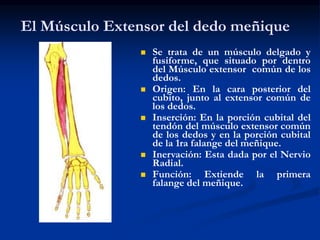 El Músculo Extensor del dedo meñique
 Se trata de un músculo delgado y
fusiforme, que situado por dentro
del Músculo extensor común de los
dedos.
 Origen: En la cara posterior del
cubito, junto al extensor común de
los dedos.
 Inserción: En la porción cubital del
tendón del músculo extensor común
de los dedos y en la porción cubital
de la 1ra falange del meñique.
 Inervación: Esta dada por el Nervio
Radial.
 Función: Extiende la primera
falange del meñique.
 