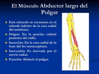 El Músculo Abductor largo del
Pulgar
 Este músculo se encuentra en el
reborde inferior de la cara radial
del antebrazo.
 Origen: En la porción cubital
posterior del radio.
 Inserción: En la cara radial de la
base del 1er metacarpiano.
 Inervación: Es inervado por el
nervio radial.
 Función: Abducir el pulgar.
 