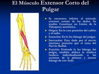 El Músculo Extensor Corto del
Pulgar
 Se encuentra inferior al músculo
extensor común de los dedos. Su
tendón Constituye un Limite de la
Tabaquera anatómica.
 Origen: En la cara posterior del cubito
y el radio.
 Inserción: En la 1ra falange del pulgar.
 Inervación: Esta dada por el nervio
interóseo posterior que el rama del
Nervio Radial.
 Función: Extiende la 1er falange del
pulgar, también abduce la muñeca
muñeca individualizando a las
acciones de la primera y tercera
falange de este dedo
 