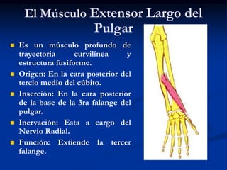 El Músculo Extensor Largo del
Pulgar
 Es un músculo profundo de
trayectoria curvilínea y
estructura fusiforme.
 Origen: En la cara posterior del
tercio medio del cúbito.
 Inserción: En la cara posterior
de la base de la 3ra falange del
pulgar.
 Inervación: Esta a cargo del
Nervio Radial.
 Función: Extiende la tercer
falange.
 