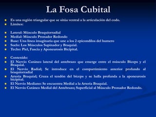 La Fosa Cubital
 Es una región triangular que se sitúa ventral a la articulación del codo.
 Limites:
 Lateral: Músculo Braquiorradial
 Medial: Músculo Pronador Redondo
 Base: Una línea imaginaria que une a los 2 epicondilos del humero
 Suelo: Los Músculos Supinador y Braquial.
 Techo: Piel, Fascia y Aponeurosis Bicipital.
 Contenido:
 El Nervio Cutáneo lateral del antebrazo que emerge entre el músculo Bíceps y el
Braquial.
 El Nervio Radial; Se introduce en el compartimiento anterior profundo al
braquiorradial
 Arteria Braquial; Cruza el tendón del bíceps y se halla profunda a la aponeurosis
bicipital.
 El Nervio Mediano: Se encuentra Medial a la Arteria Braquial.
 El Nervio Cutáneo Medial del Antebrazo; Superficial al Músculo Pronador Redondo.
 