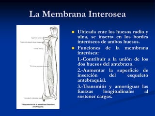 La Membrana Interosea
 Ubicada ente los huesos radio y
ulna, se inserta en los bordes
interóseos de ambos huesos.
 Funciones de la membrana
interósea:
1.-Contribuir a la unión de los
dos huesos del antebrazo.
2.-Aumentar la superficie de
inserción del esqueleto
antebraquial.
3.-Transmitir y amortiguar las
fuerzas longitudinales al
sostener cargas.
 