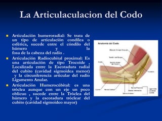 La Articulaculacion del Codo
 Articulación humeroradial: Se trata de
un tipo de articulación condílea o
esférica, sucede entre el cóndilo del
húmero y la
fosa de la cabeza del radio .
 Articulación Radiocubital proximal: Es
una articulación de tipo Trocoide ,
Localizada entre la Escotadura radial
del cubito (cavidad sigmoidea menor)
y la circunferencia articular del radio
Ligamento Anular.
 Articulación Humerocúbital: es una
tróclea aunque con un eje un poco
oblicuo , sucede entre la Tróclea del
húmero y la escotadura tróclear del
cubito (cavidad sigmoideo mayor)
 