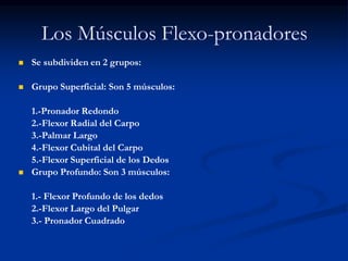 Los Músculos Flexo-pronadores
 Se subdividen en 2 grupos:
 Grupo Superficial: Son 5 músculos:
1.-Pronador Redondo
2.-Flexor Radial del Carpo
3.-Palmar Largo
4.-Flexor Cubital del Carpo
5.-Flexor Superficial de los Dedos
 Grupo Profundo: Son 3 músculos:
1.- Flexor Profundo de los dedos
2.-Flexor Largo del Pulgar
3.- Pronador Cuadrado
 