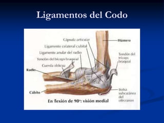 Ligamentos del Codo
 