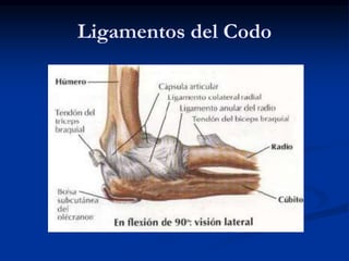 Ligamentos del Codo
 