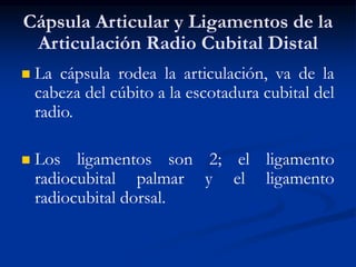 Cápsula Articular y Ligamentos de la
Articulación Radio Cubital Distal
 La cápsula rodea la articulación, va de la
cabeza del cúbito a la escotadura cubital del
radio.
 Los ligamentos son 2; el ligamento
radiocubital palmar y el ligamento
radiocubital dorsal.
 