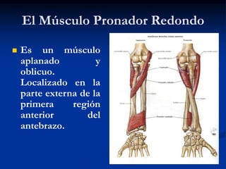 El Músculo Pronador Redondo
 Es un músculo
aplanado y
oblicuo.
Localizado en la
parte externa de la
primera región
anterior del
antebrazo.
 