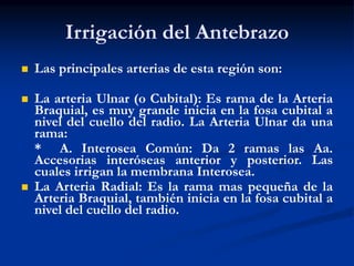 Irrigación del Antebrazo
 Las principales arterias de esta región son:
 La arteria Ulnar (o Cubital): Es rama de la Arteria
Braquial, es muy grande inicia en la fosa cubital a
nivel del cuello del radio. La Arteria Ulnar da una
rama:
* A. Interosea Común: Da 2 ramas las Aa.
Accesorias interóseas anterior y posterior. Las
cuales irrigan la membrana Interosea.
 La Arteria Radial: Es la rama mas pequeña de la
Arteria Braquial, también inicia en la fosa cubital a
nivel del cuello del radio.
 