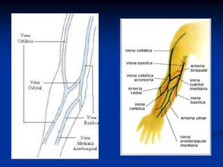 anatomia del antebrazo breve introduccion.pptx