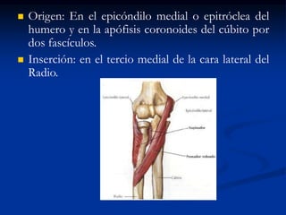  Origen: En el epicóndilo medial o epitróclea del
humero y en la apófisis coronoides del cúbito por
dos fascículos.
 Inserción: en el tercio medial de la cara lateral del
Radio.
 