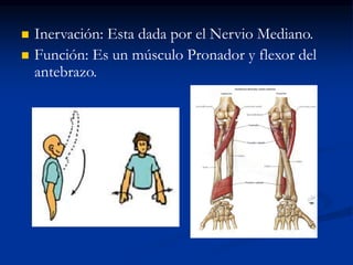  Inervación: Esta dada por el Nervio Mediano.
 Función: Es un músculo Pronador y flexor del
antebrazo.
 