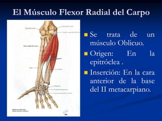 El Músculo Flexor Radial del Carpo
 Se trata de un
músculo Oblicuo.
 Origen: En la
epitróclea .
 Inserción: En la cara
anterior de la base
del II metacarpiano.
 