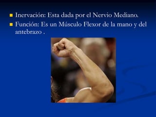 Inervación: Esta dada por el Nervio Mediano.
 Función: Es un Músculo Flexor de la mano y del
antebrazo .
 