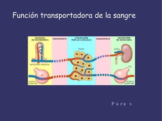 Función transportadora de la sangre Para saber más 